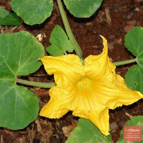 Тыква (Cucurbita) — описание, выращивание, фото | на LePlants.ru