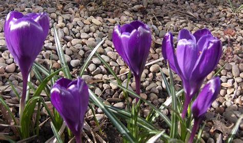 Крокус Flower Record (Флауэр Рекорд)🌷 - купити цибулини та бульби в ...