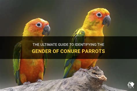 The Ultimate Guide To Identifying The Gender Of Conure Parrots Petshun