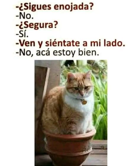 An Orange And White Cat Sitting In A Flower Pot With The Caption Saying