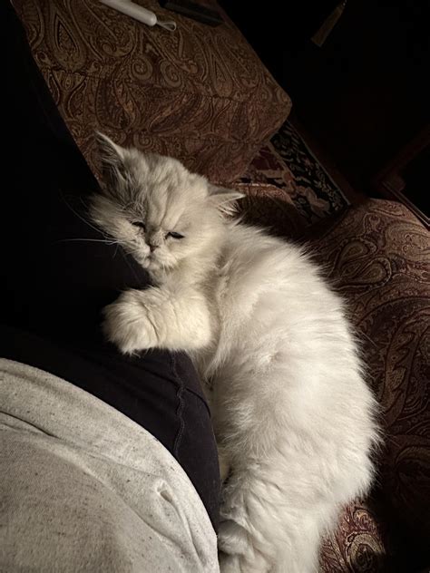 tips for cat biting step by step 5