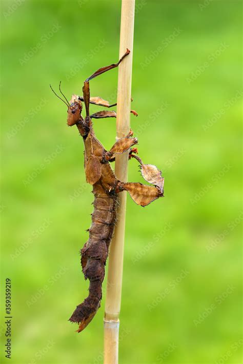 Extatosoma Tiaratum Commonly Known As The Spiny Leaf Insect The Giant