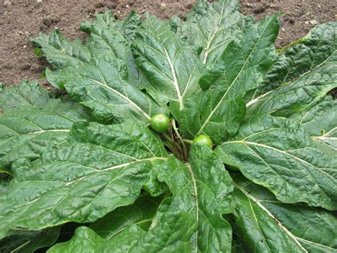 Mandrake Information - Learn About Growing Mandrake Roots