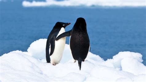 A Polar Affair Delves Into A Centurylong Cover Up Of Penguin Sex