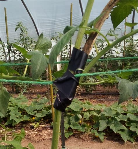 Tomato stem first aid and dealing with aphids – Sustainable Market Farming