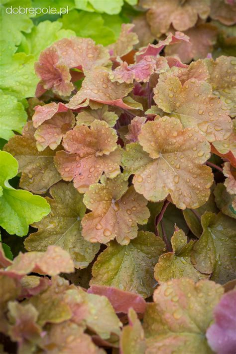 Szkółka Bylin Dobrepole - Heuchera 'Northern Exposure Amber' - żurawka