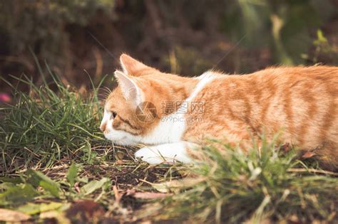 在花园里玩耍的橙色虎斑猫高清图片下载 正版图片504256792 摄图网