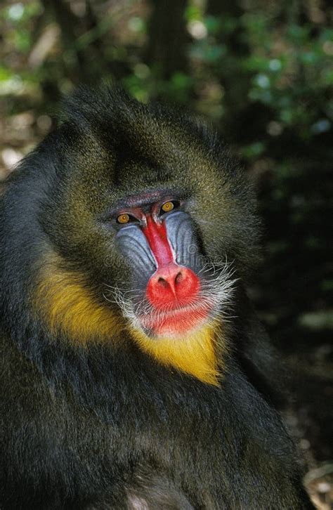 MANDRILL mandrillus sphinx stock image. Image of portrait - 170481483