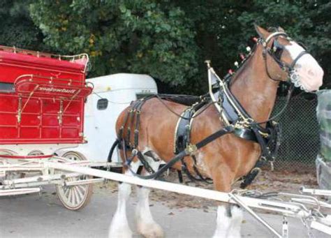 Выездная сбруя для лошадей