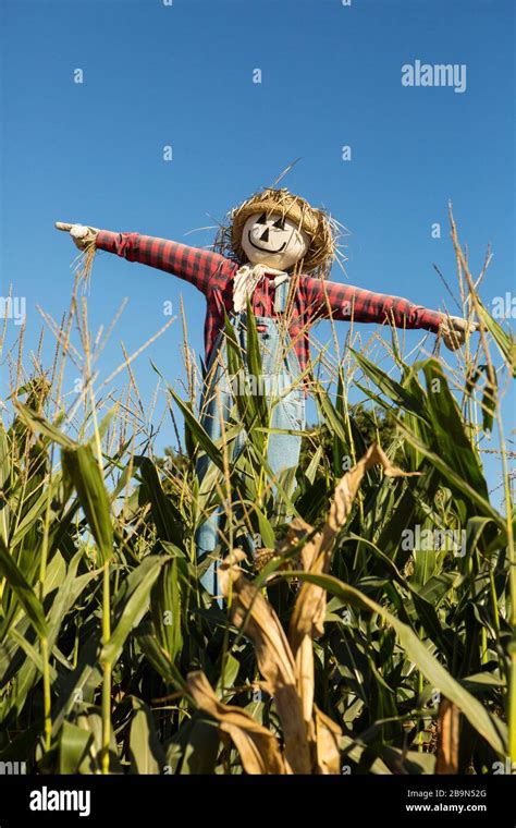 Scarecrow And Corn Field Pumpkin Patch Lane Farms Santa Barbara