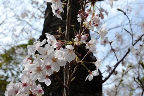 Сакура | Nippon.com