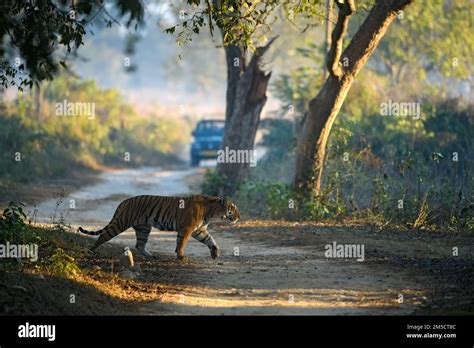 tiger crossing  safari trail   safari vehicle  background stock