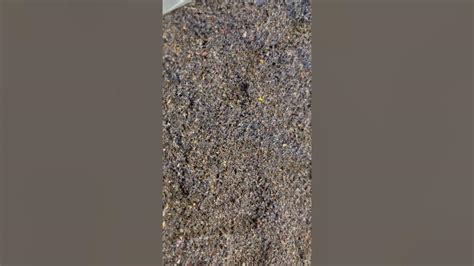 Продукт жизнедеятельности восковой моли - YouTube