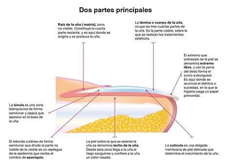 Infecciones por hongos en las uñas Onicomicosis Farmalastic