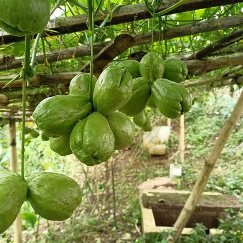 bibit labu siam anggur labu jepang labu pekon gambas jenis anggur