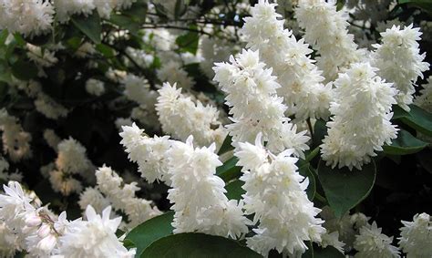 Многолетние кустарники для сада - Divo-dacha.ru