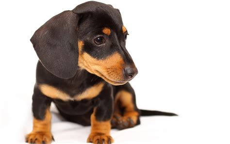 Black and tan Dachshund puppy HD wallpaper | Wallpaper Flare