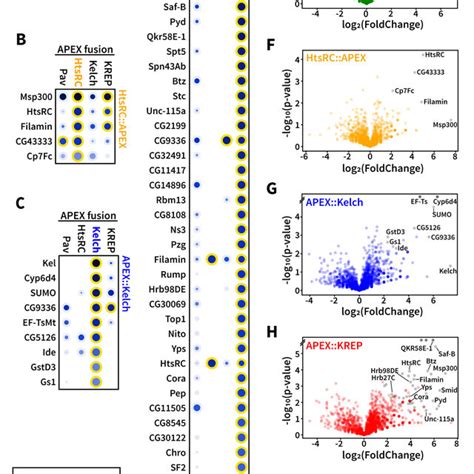 In Situ Proximity Ligation Assay Confirms Close Proximity Interactions