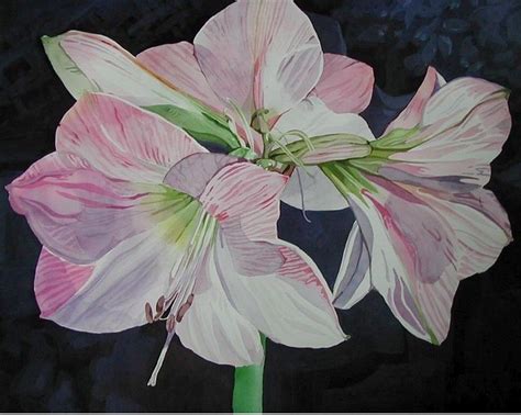 Amaryllis | Amaryllis, Art, Watercolor