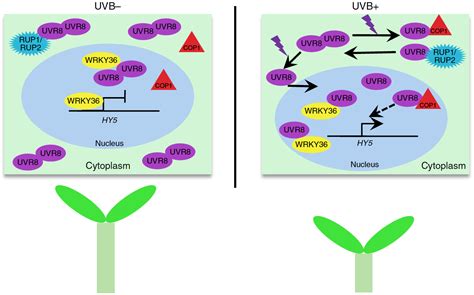 科学网—nature Plants：uvr8介导拟南芥的下胚轴伸长和光形态建成 郝兆东的博文