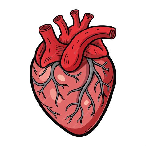 Desenho Coraçao Humano - Ilustração vetorial da anatomia do coração Desenho do coração humano ...