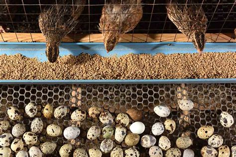 Discovering The Benefits of Jumbo Coturnix Quail Meat and Eggs