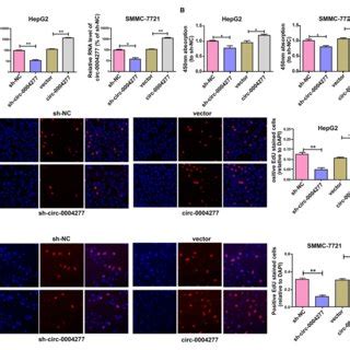 Overexpressed Circ Promotes Hcc Cell Proliferation