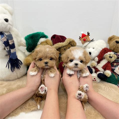 How Much Does A Teacup Maltipoo Cost