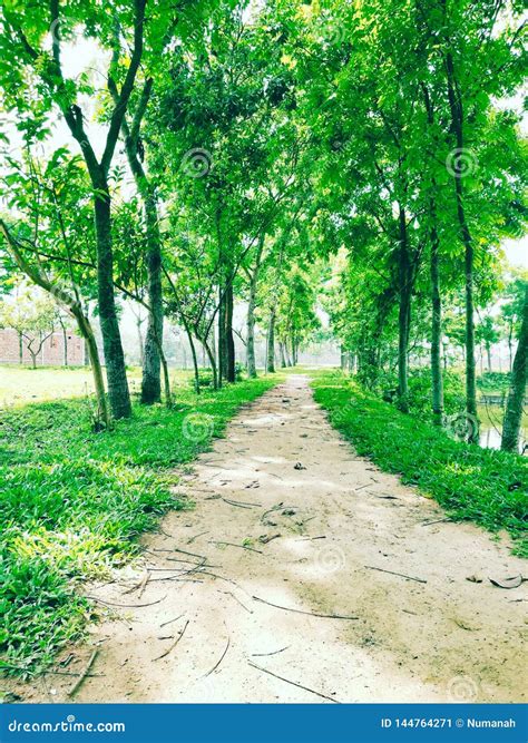 Nature Background of Rural Premises & Route Stock Image - Image of tree
