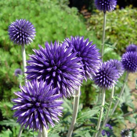 Купить мордовник баннатийский Taplow Blue (Таплоу Блю)