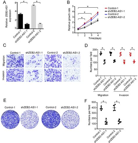 Knockdown Of Zeb As Decreased Lscc Cell Abilities Of Progression A