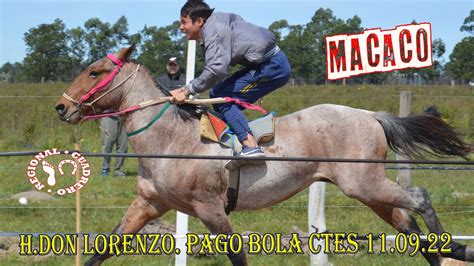 Macaco Hdon Lorenzo Pago Bola Ctes 110922 Youtube