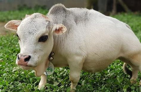 Meet Rani The Smallest Cow In The World Everythingfun