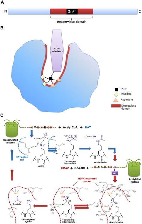 Lysine Acetylation Mechanism