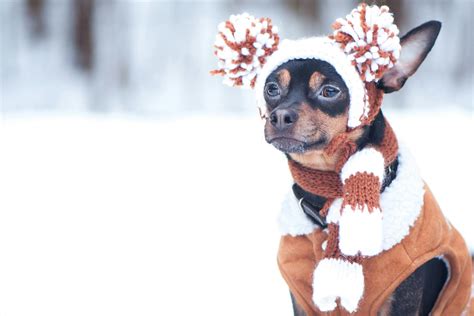Winter Dog Names Popular Male And Female Names Wag