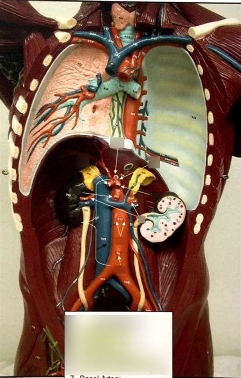 Abdominal - Arteries Diagram | Quizlet