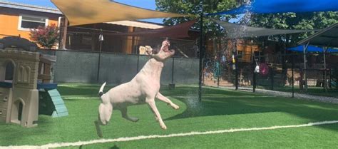 Durham, NC - The Pet Wagon