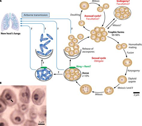 Pneumocystis Mating Type Locus And Sexual Cycle During Infection Abstract Europe Pmc