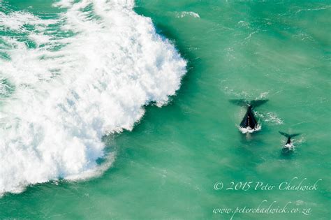 Marine Protected Areas Peter Chadwick African Conservation Photographer