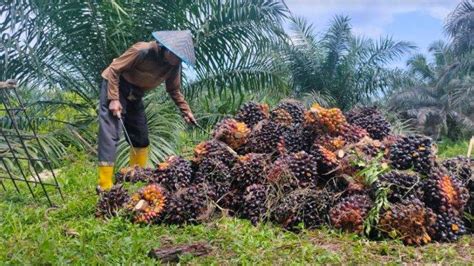 Harga Sawit Di Jambi Periode 28 Juni 4 Juli 2024 Naik Lagi Hari Ini TBS