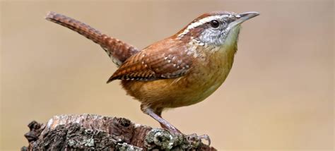 5 Wren Species In Michigan Id Guide Bird Watching Hq