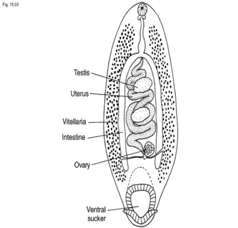 parasitology  test  flashcards quizlet