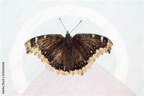 Study of Mourning Cloak Butterfly Stock Photo | Adobe Stock