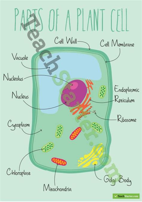 Parts Of A Plant Cell Poster Plant Cell Project Plant Cell Cells