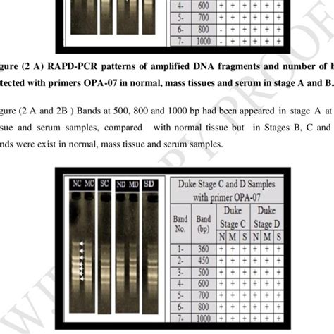 B Rapd Pcr Patterns Of Amplified Dna Fragments And Bands Number