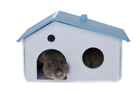Understanding The Power Of Rodent Proofing Element