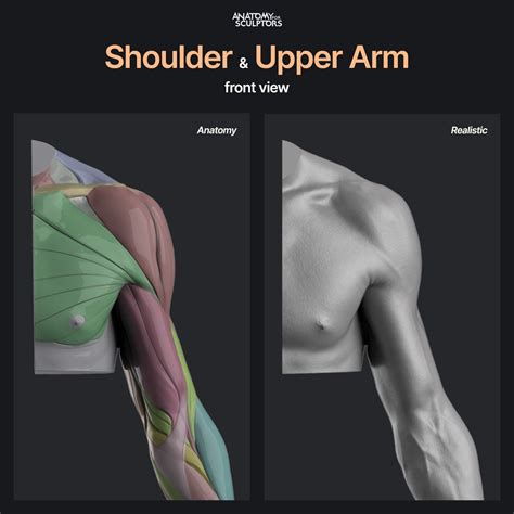 ArtStation - Shoulder and Upper Arm (front view), Anatomy For Sculptors ...