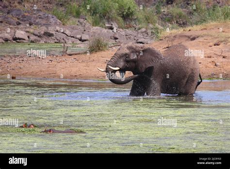 Afrikanischer Elefant Und Flußpferd Im Sweni River African Elephant And Hippopotamus In Sweni