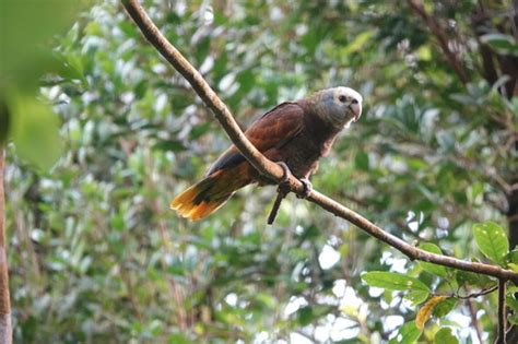 St Vincent Parrot Amazona Guildingii · Inaturalist