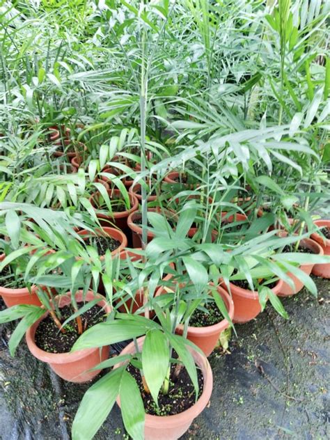 Blechnum Gibbum Silver Lady - D'Spring